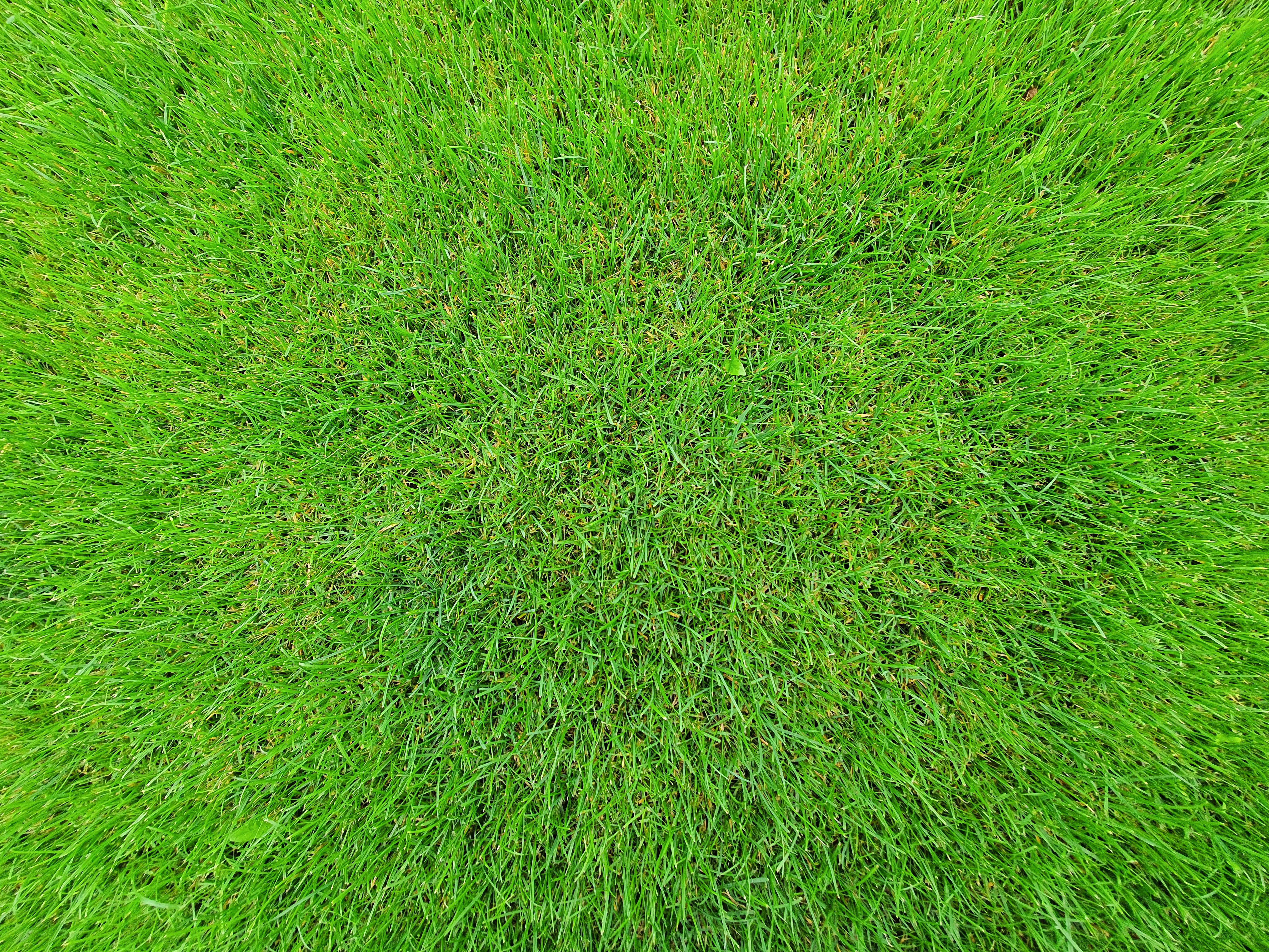 Early Fall application