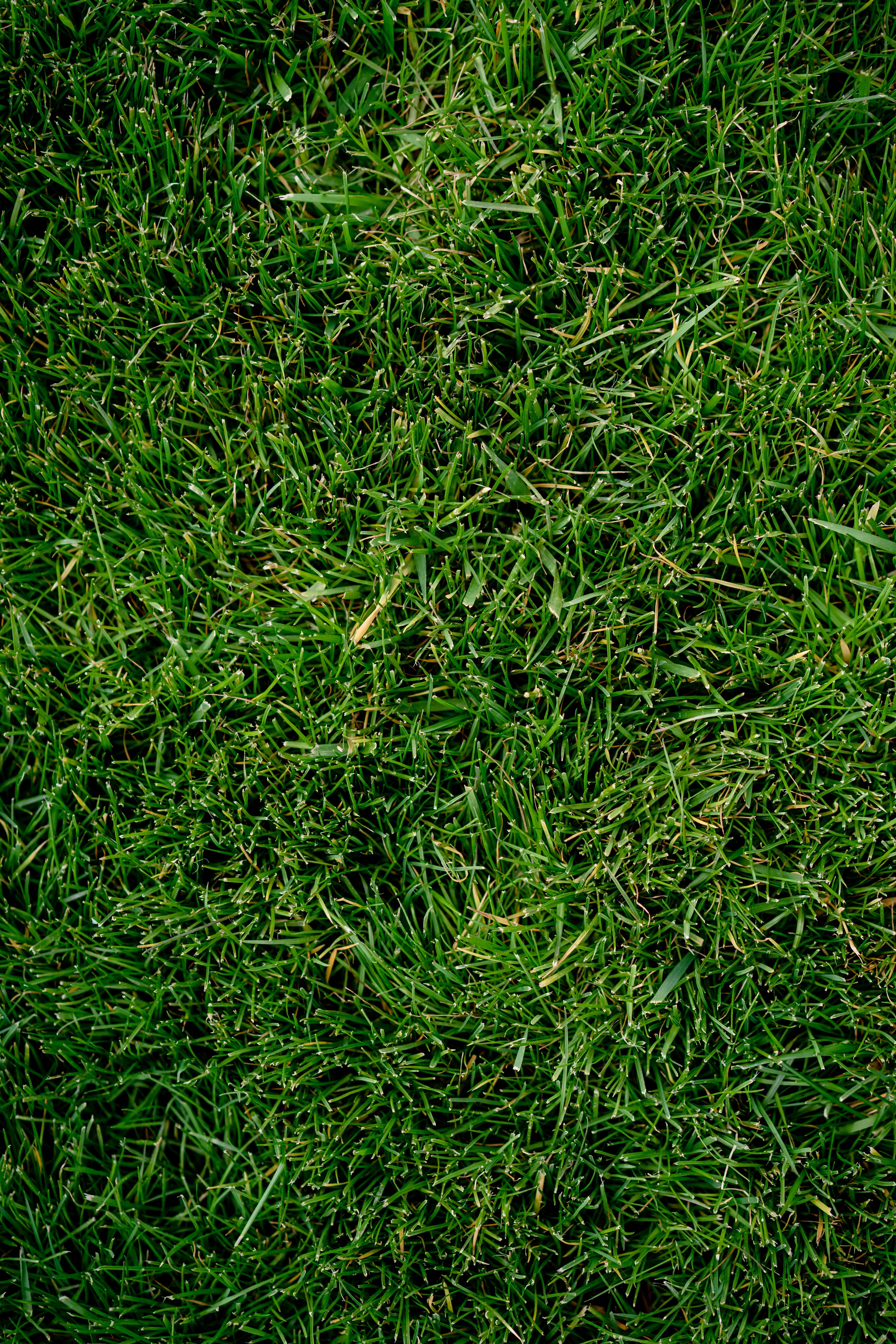 Late Fall application