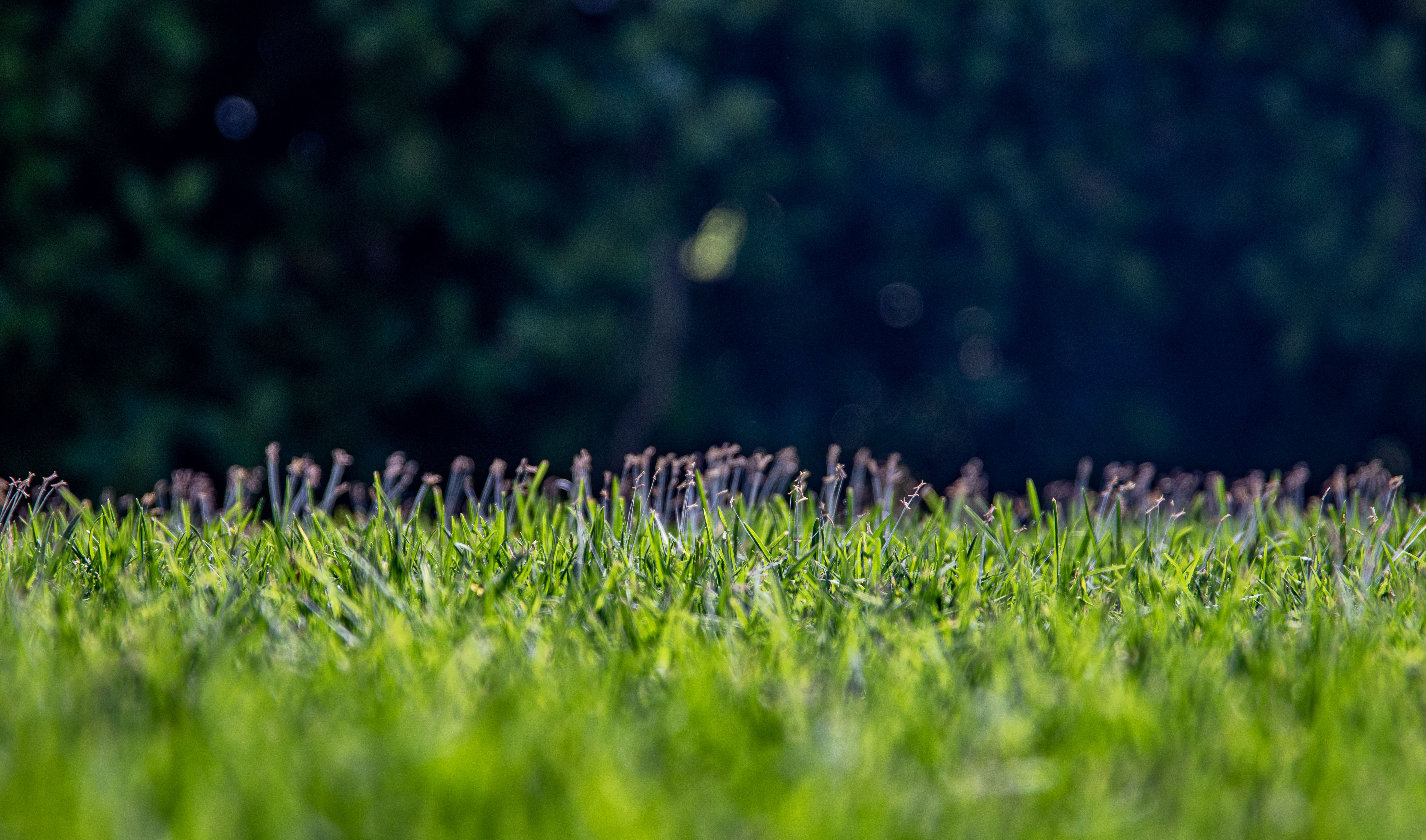 Turf Care Program