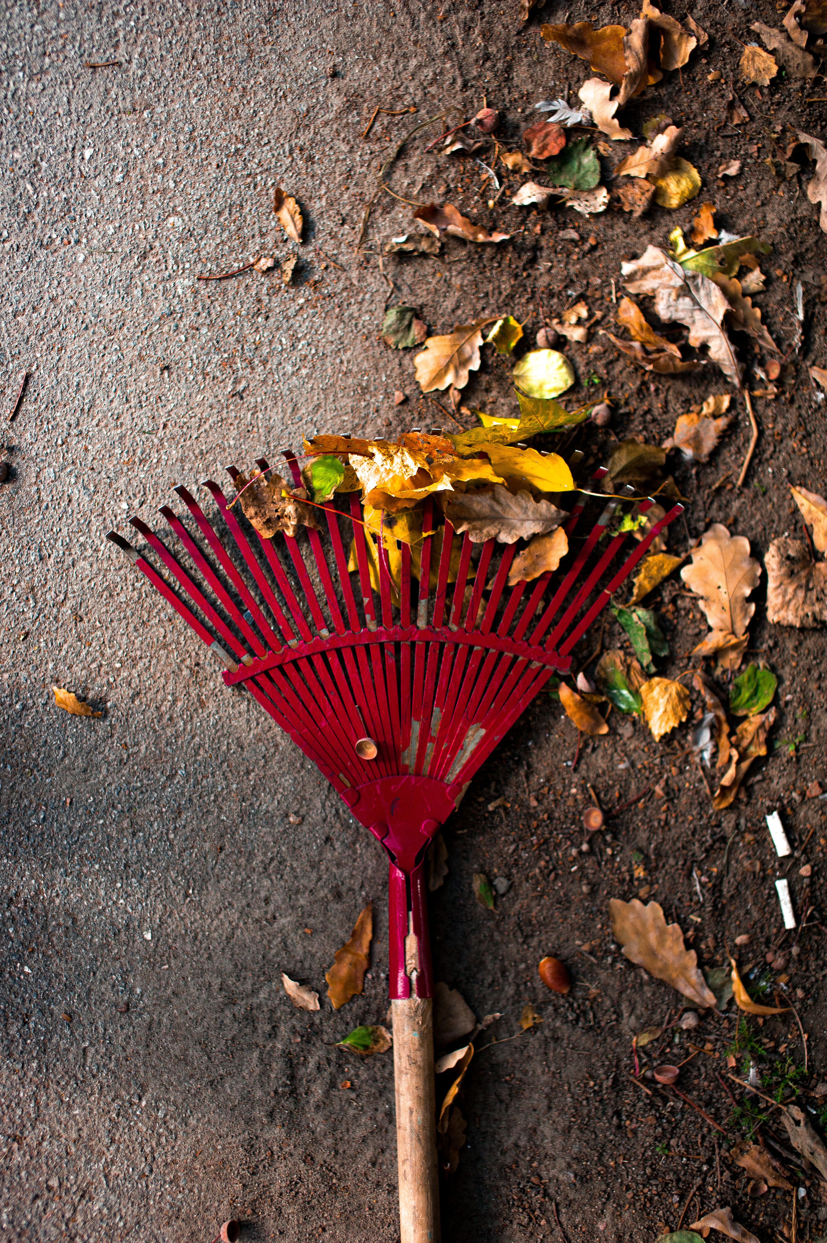 Spring & Fall Cleanup